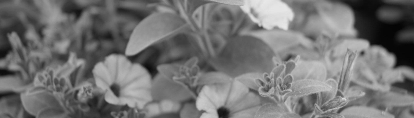 Sunbells (Sommerfloor)