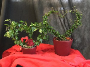 Valentinstag Topfpflanzen