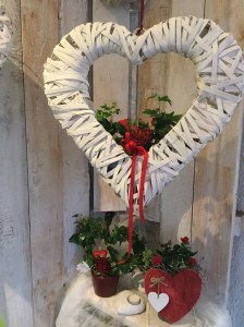 Valentinstag Topfpflanzen