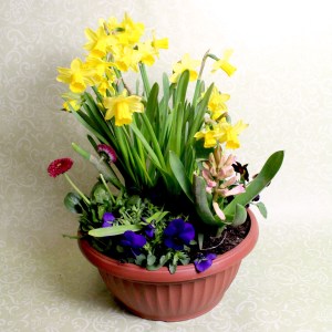 Blumen Schale Saisonpflanzen Frühling