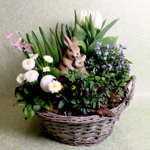 Frühlingskorb Saisonpflanze
