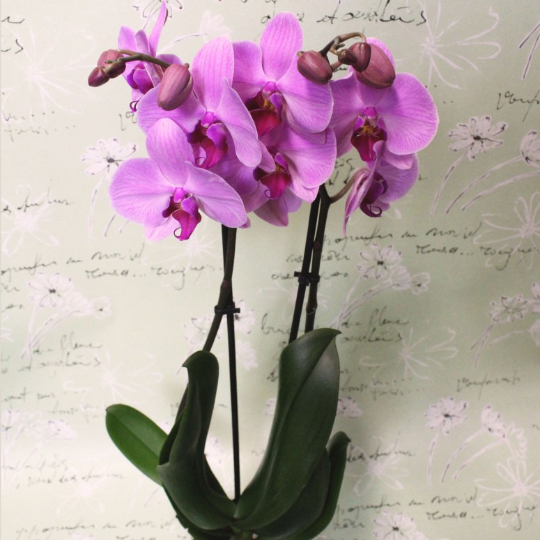 1. Orchidee