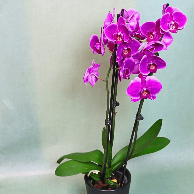 Orchidee